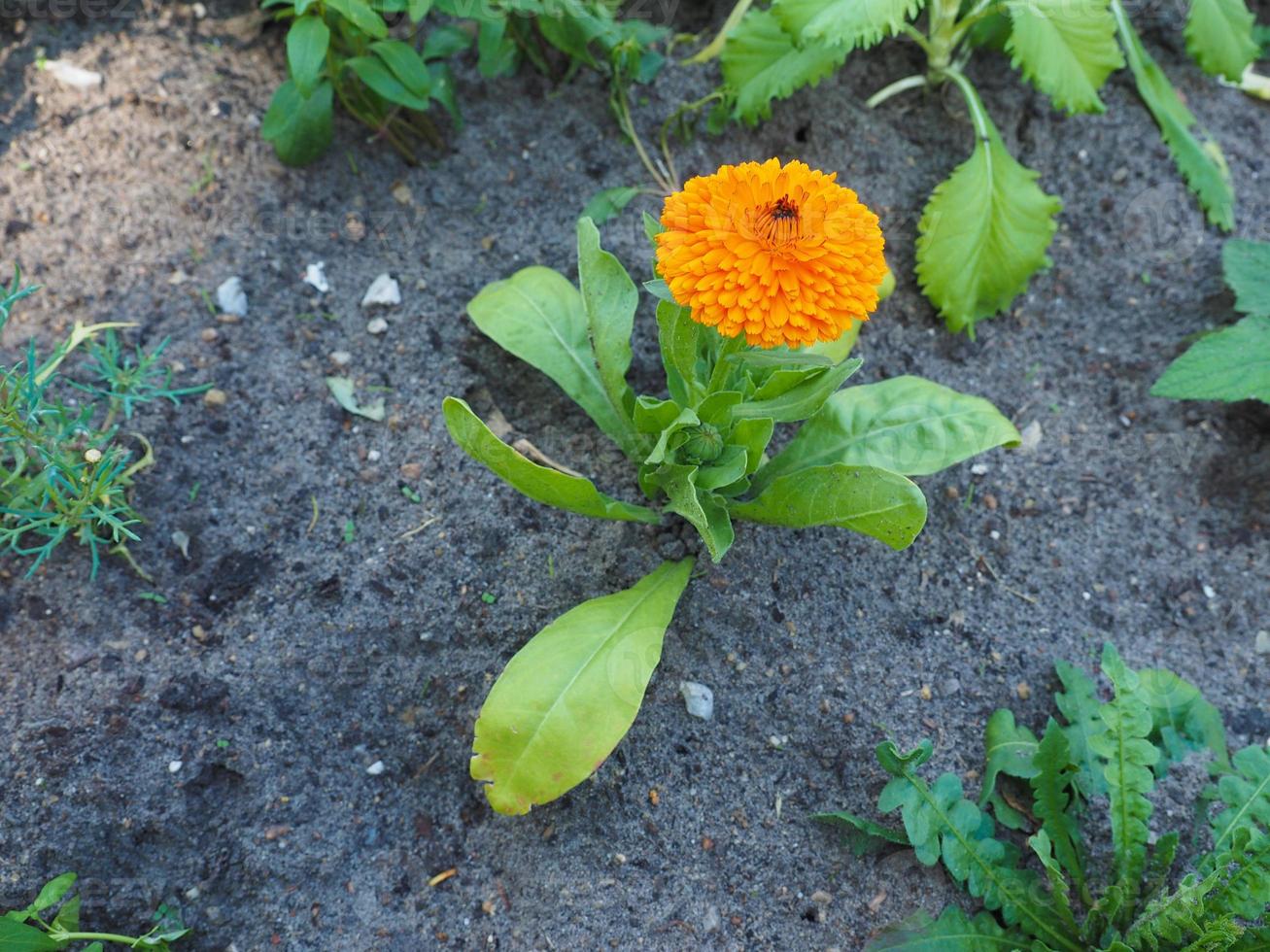 pianta con fiore d'arancio foto