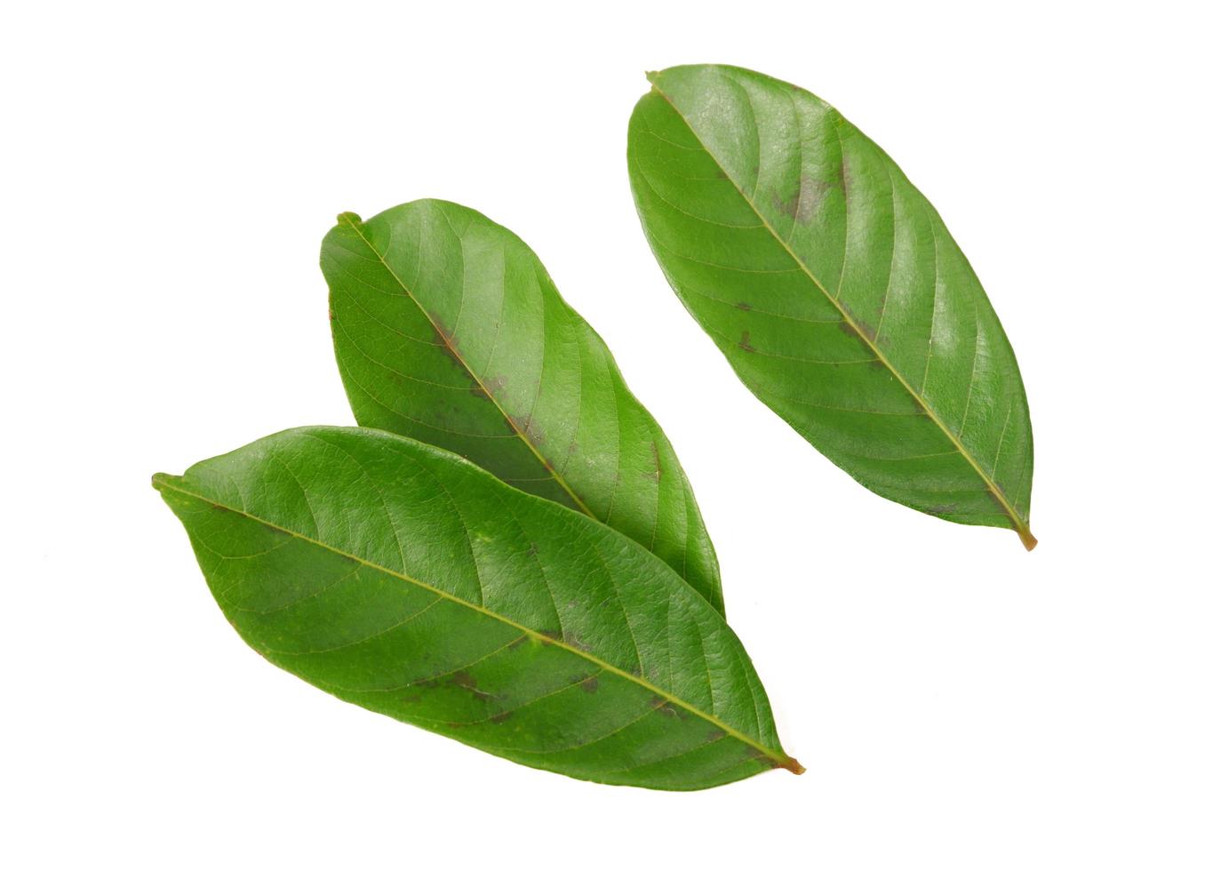 foglie di rambutan isolate su uno sfondo bianco foto