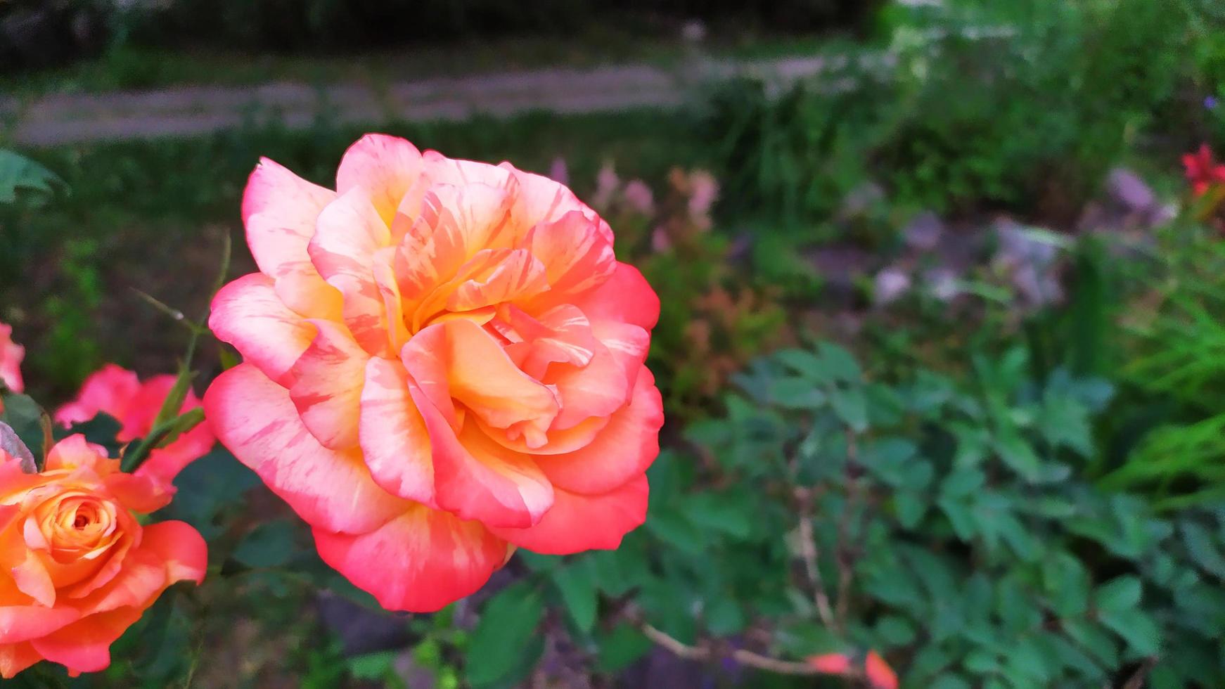 arbusto fiorito in giardino in estate foto