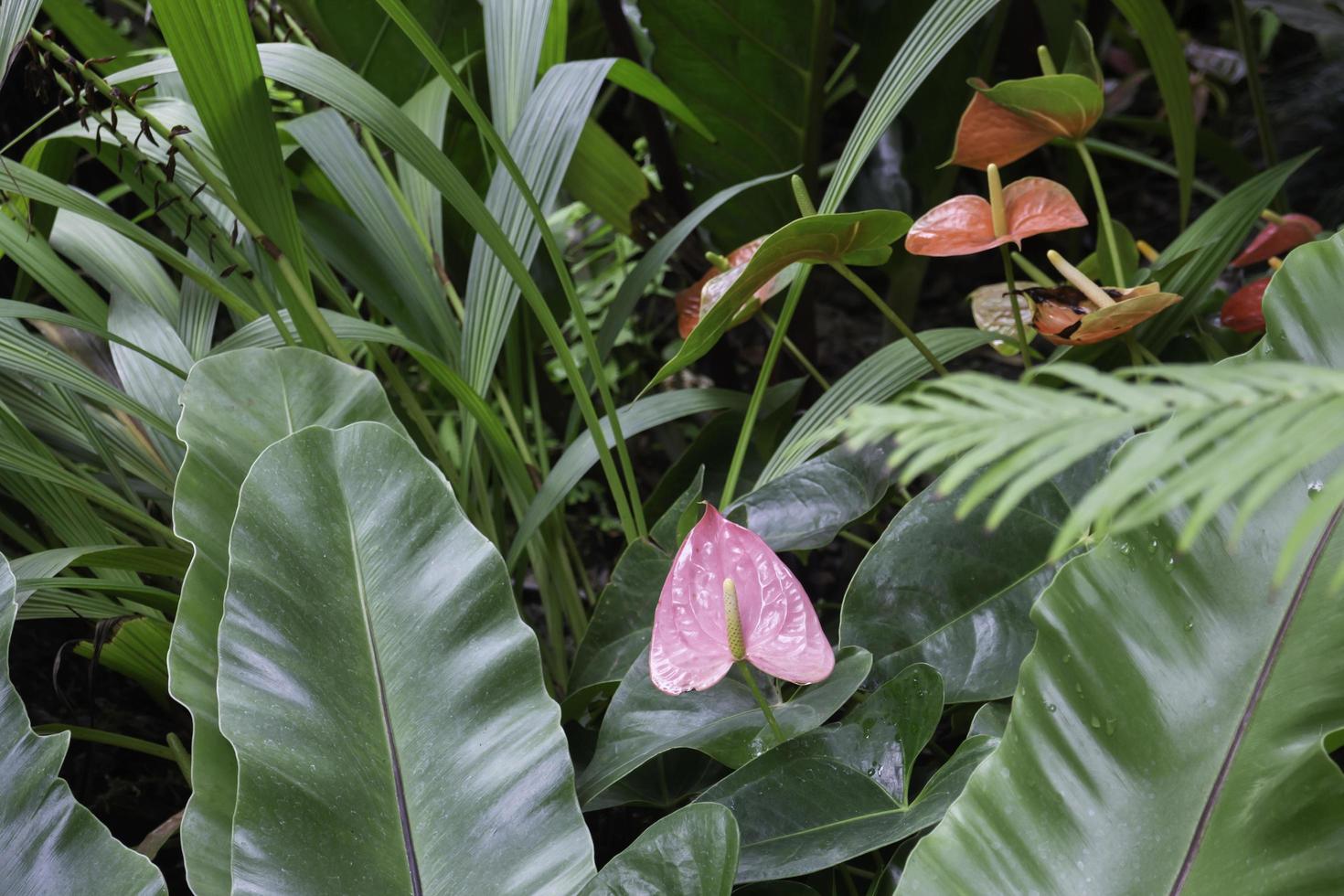 ambiente verde tropicale nel giardino esterno foto