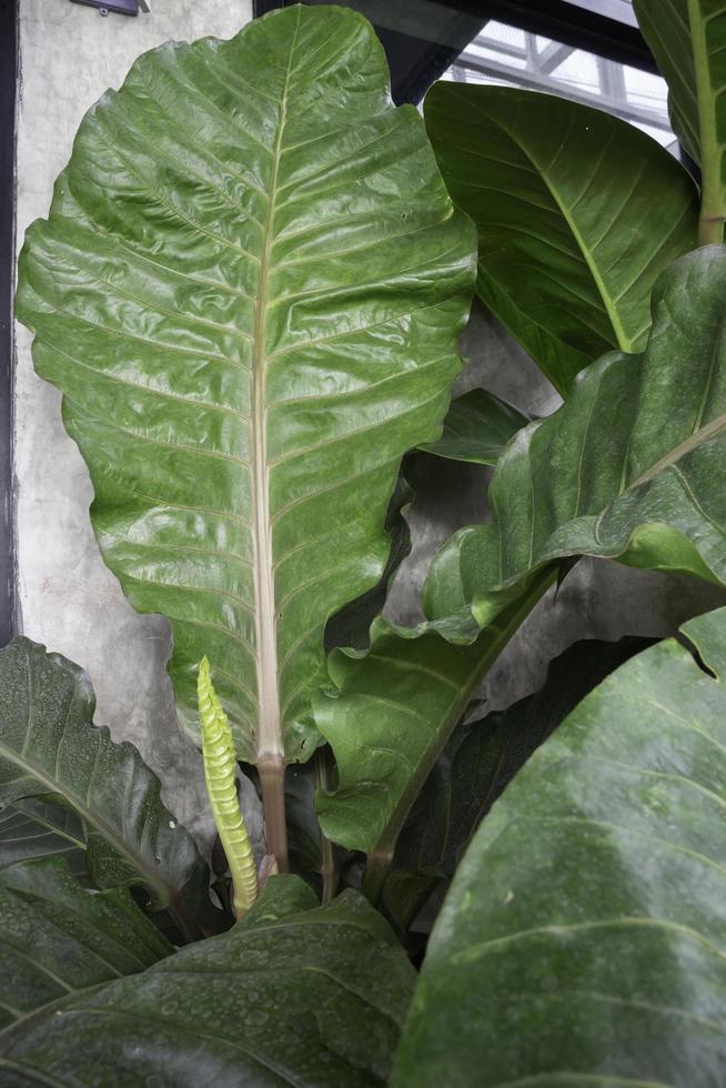 le giovani foglie bianche della pianta di vite tropicale del filodendro foto