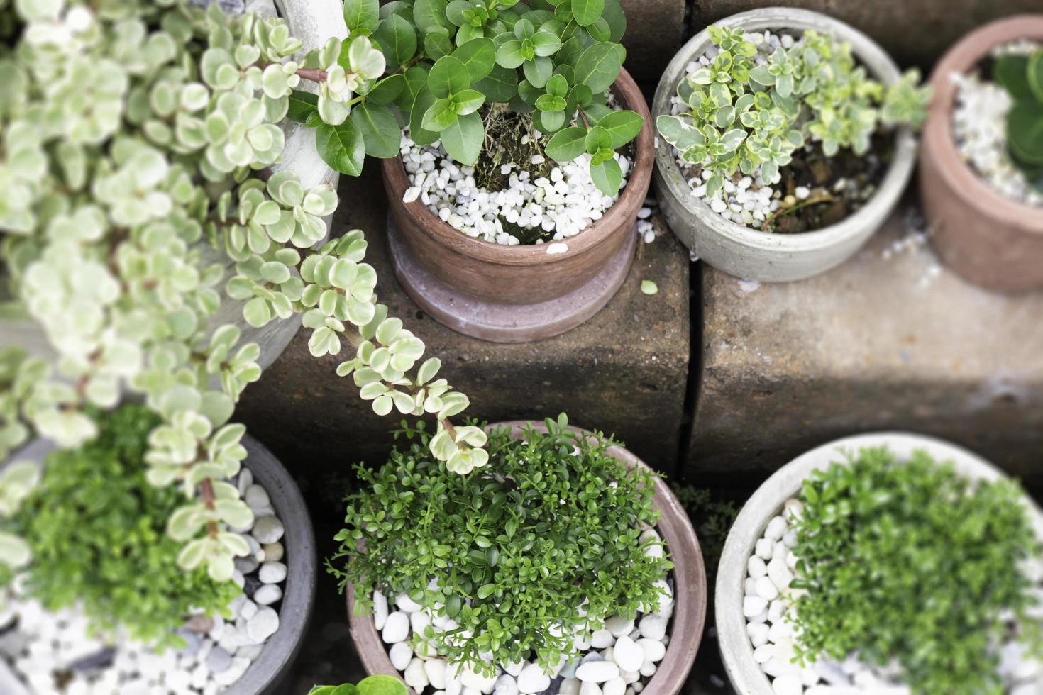 rilassati al mercato delle piante all'aperto foto