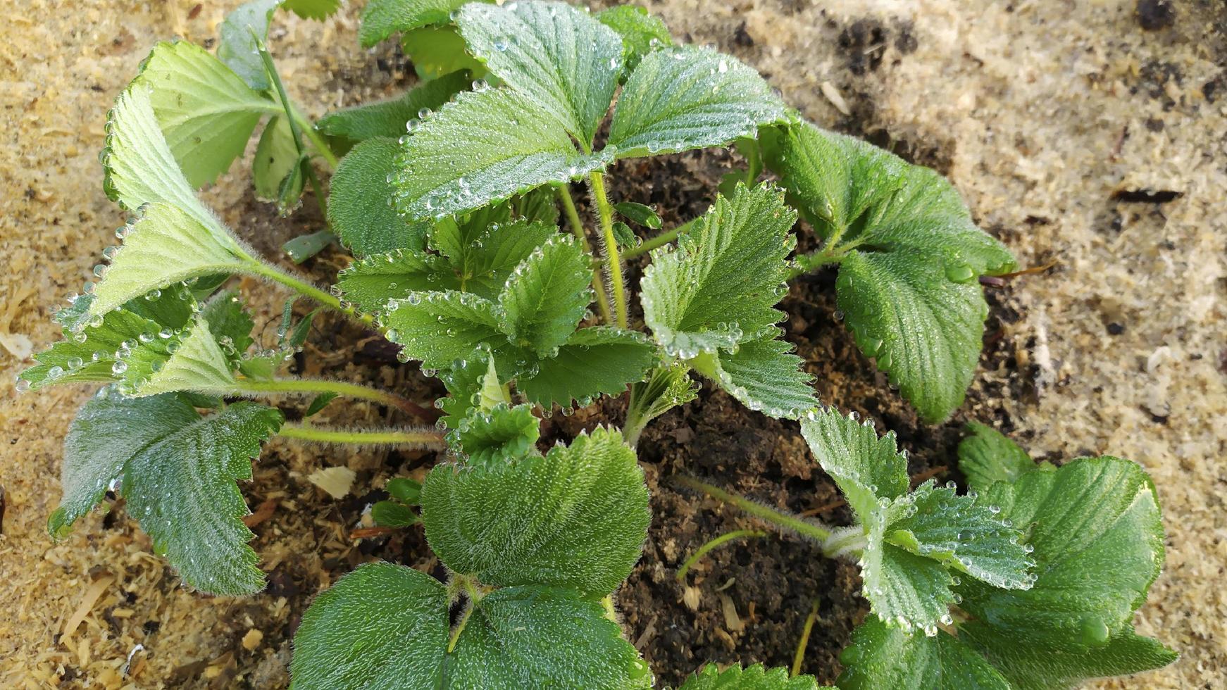 cespuglio di fragole con gocce di rugiada sulle foglie foto