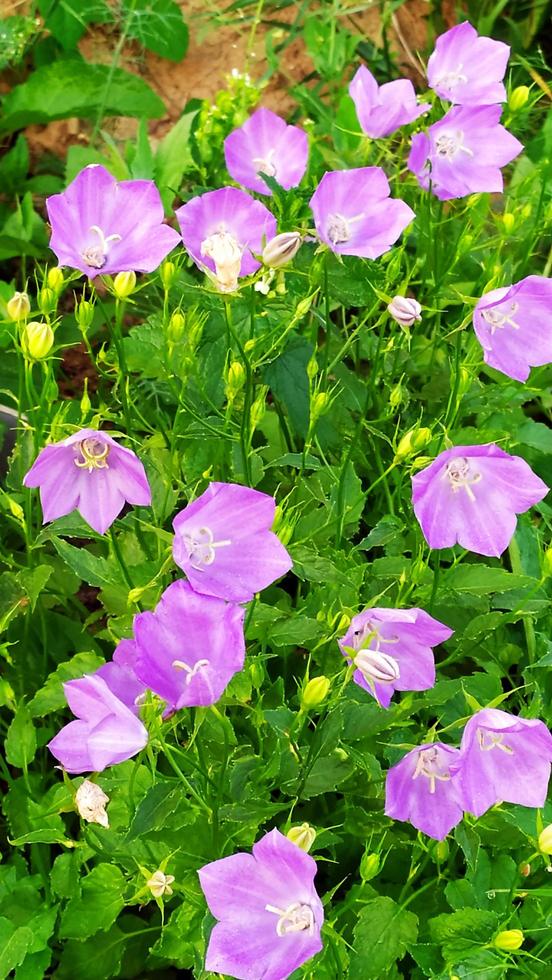 arbusto da fiore blu nel design di un'aiuola foto