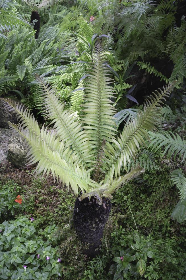 ambiente verde tropicale nel giardino esterno foto