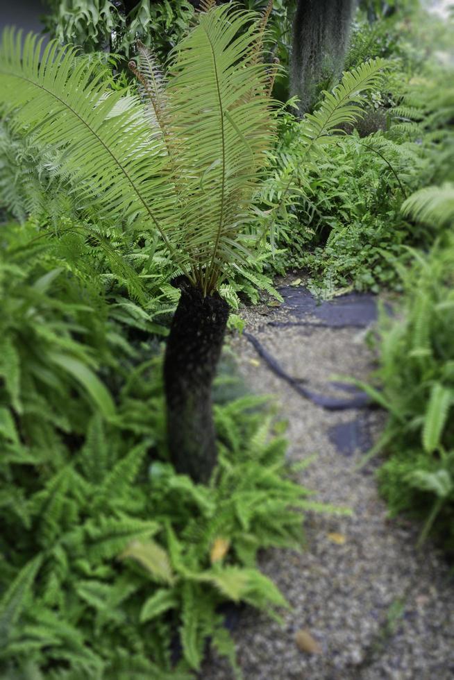 ambiente verde tropicale nel giardino esterno foto