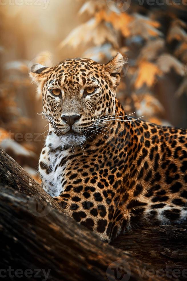 leopardo di ceylon panthera pardus kotiya ritratto di dettaglio foto