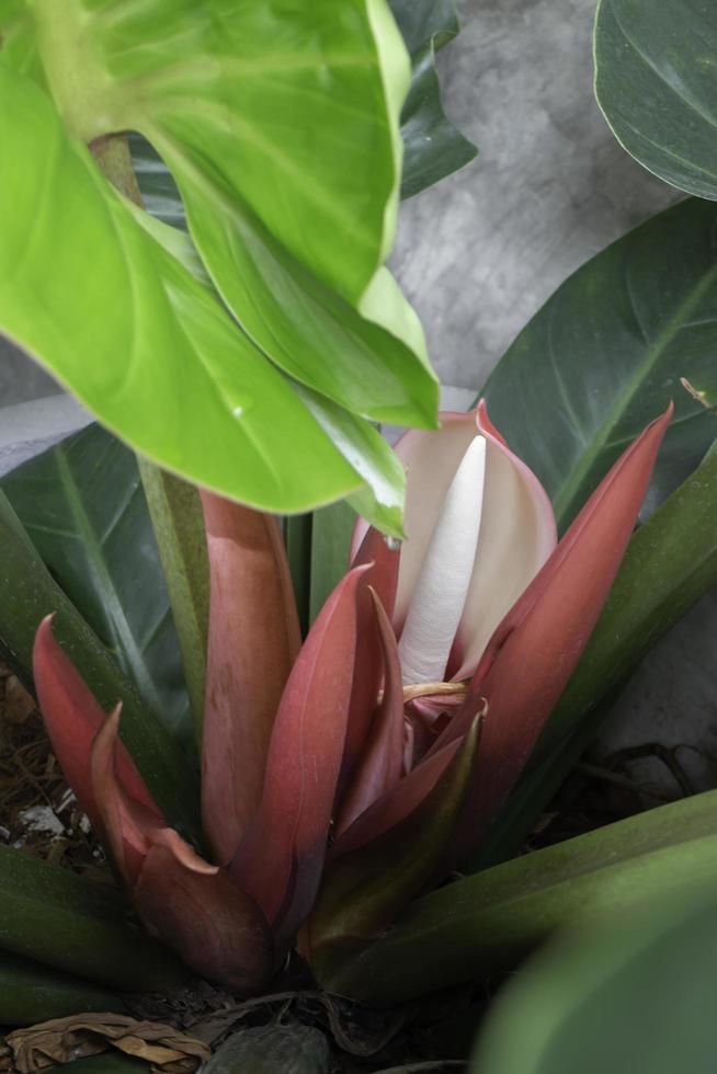 le giovani foglie rosse della pianta di vite tropicale del filodendro foto