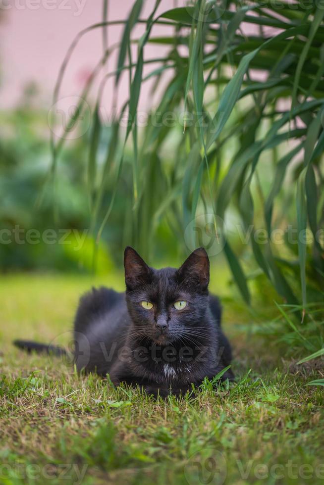 un gatto nero selvatico giace nell'erba. foto