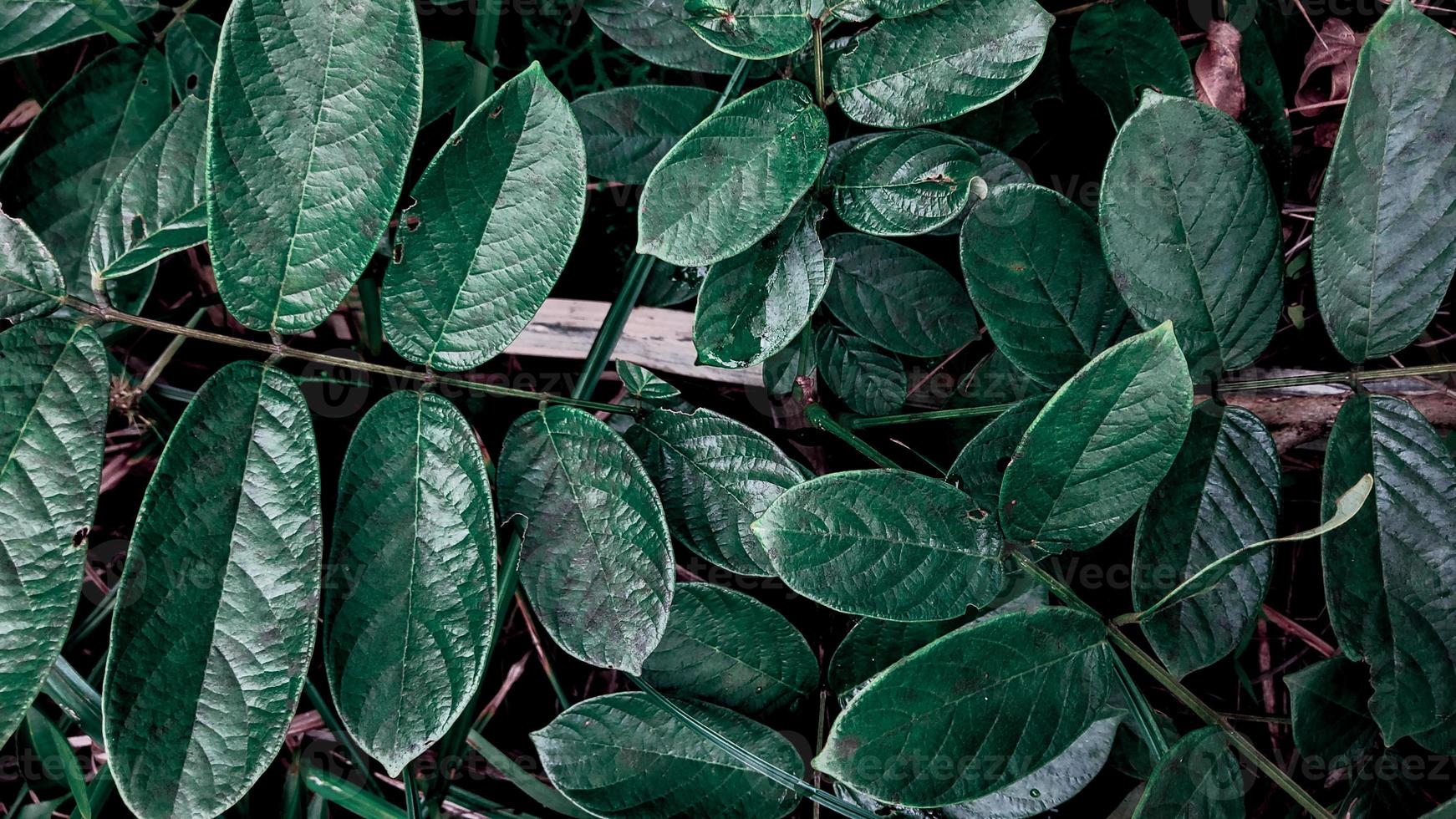 sfondo di natura tropicale foglie verdi foto