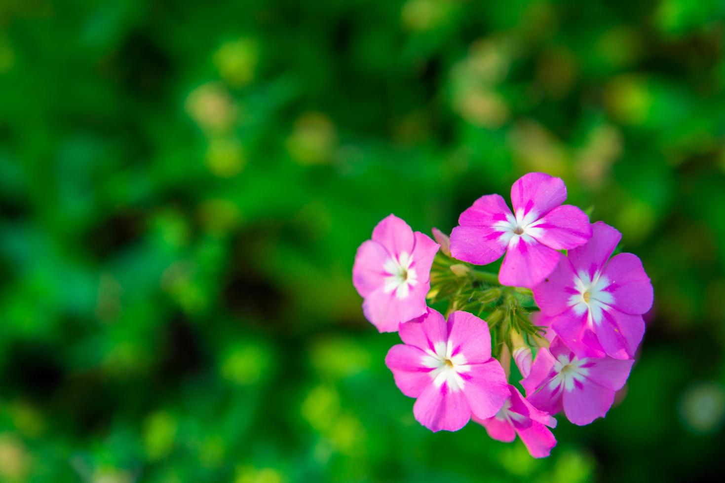 chiudere i fiori di geranio rosa in giardino foto