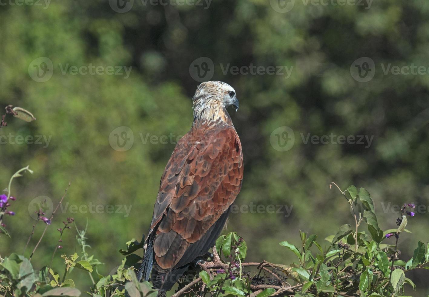 un falco dal collare nero nelle zone umide foto