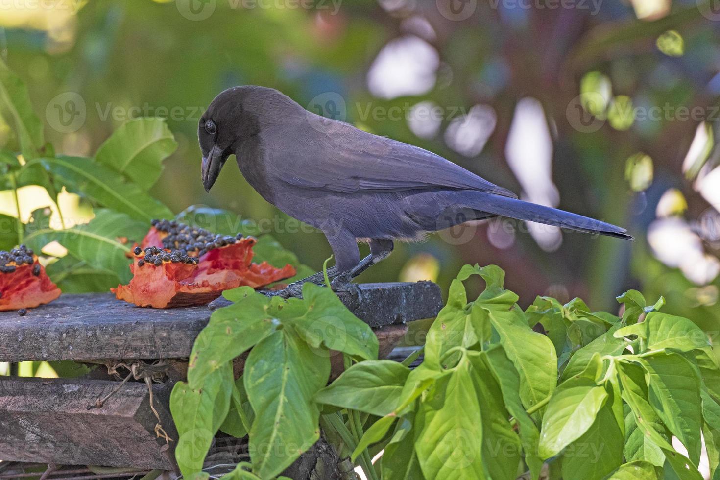 cowbird gigante che si nutre di un mango foto