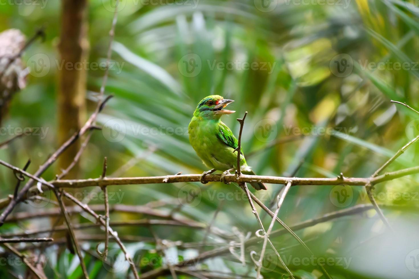uccello baffuto del barbetto che si appollaia sul ramo nella foresta pluviale tropicale. foto