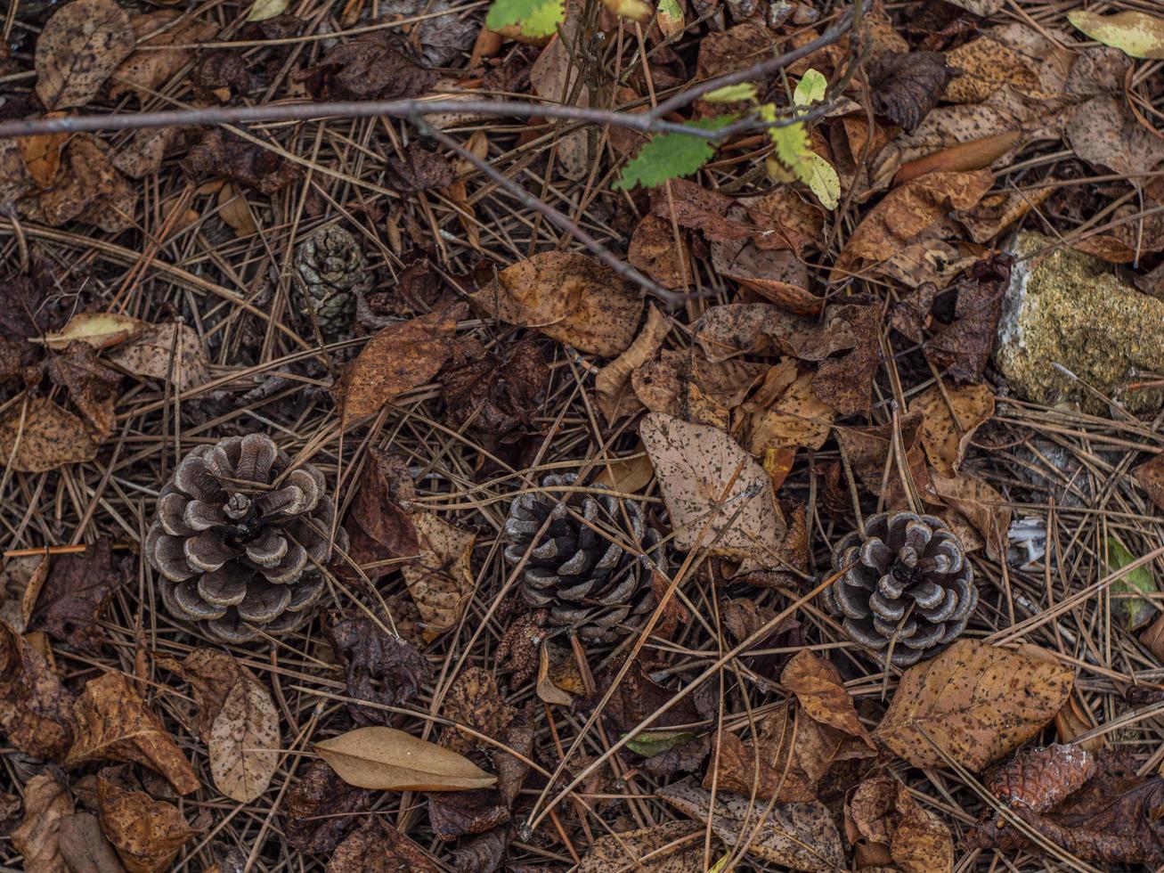 pigne in fogliame autunnale sul terreno nella foresta foto