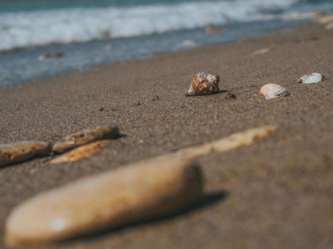 bellissime conchiglie e pietre di mare nella sabbia sulla costa del mare foto