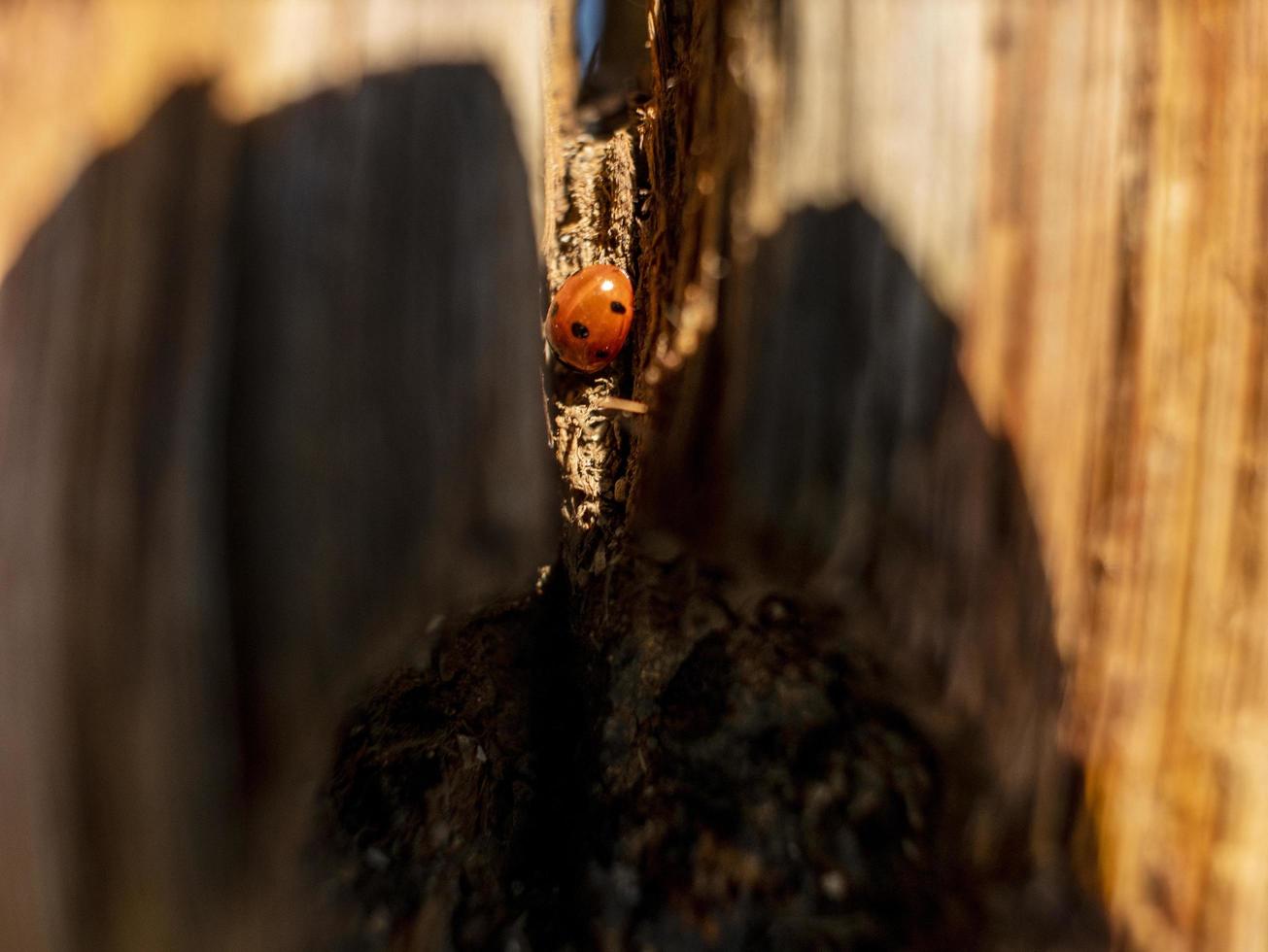 coccinella in un tronco d'albero di legno secco contro il cielo blu foto