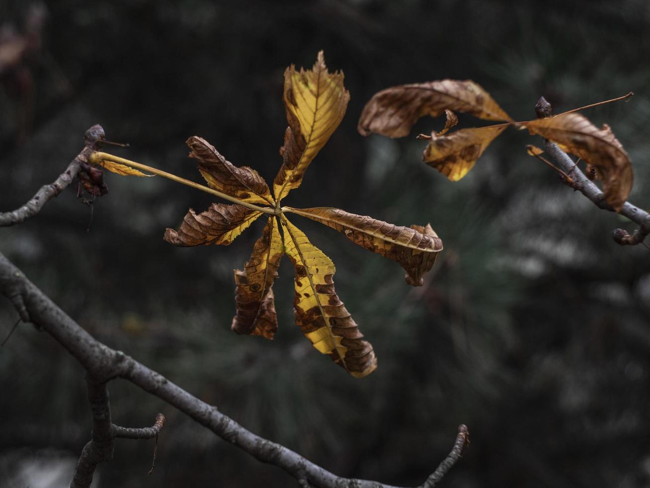 foglie gialle appassite di una castagna su uno sfondo di pino sfocato foto