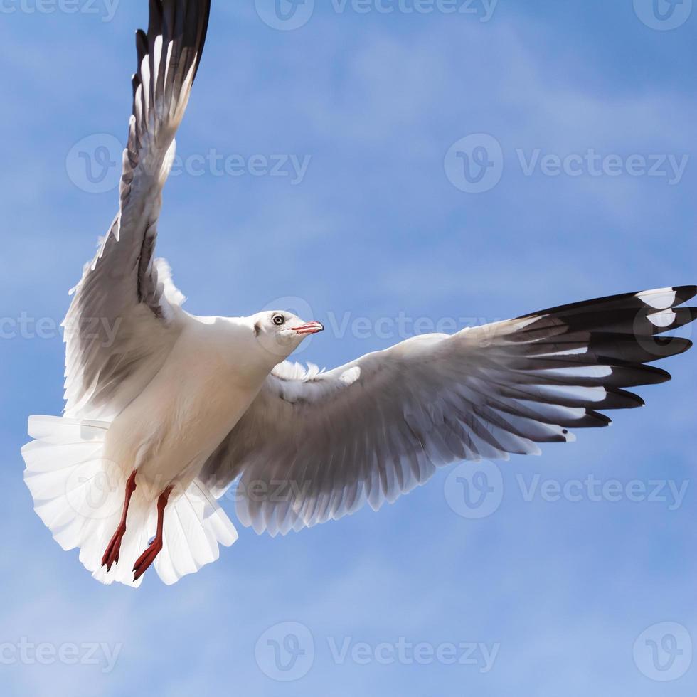 gabbiano che vola sullo sfondo del cielo blu foto