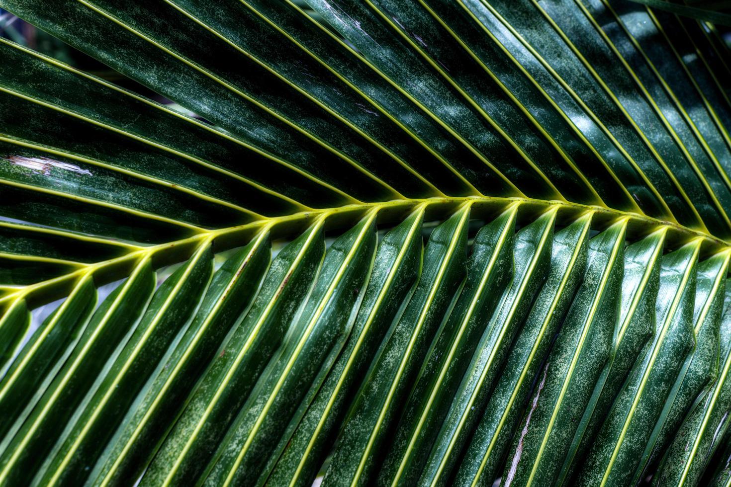 sfondo di foglie di palma verde modello. palme da cocco astratte. foto