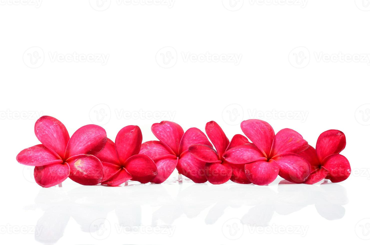bellissimi fiori di frangipane foto