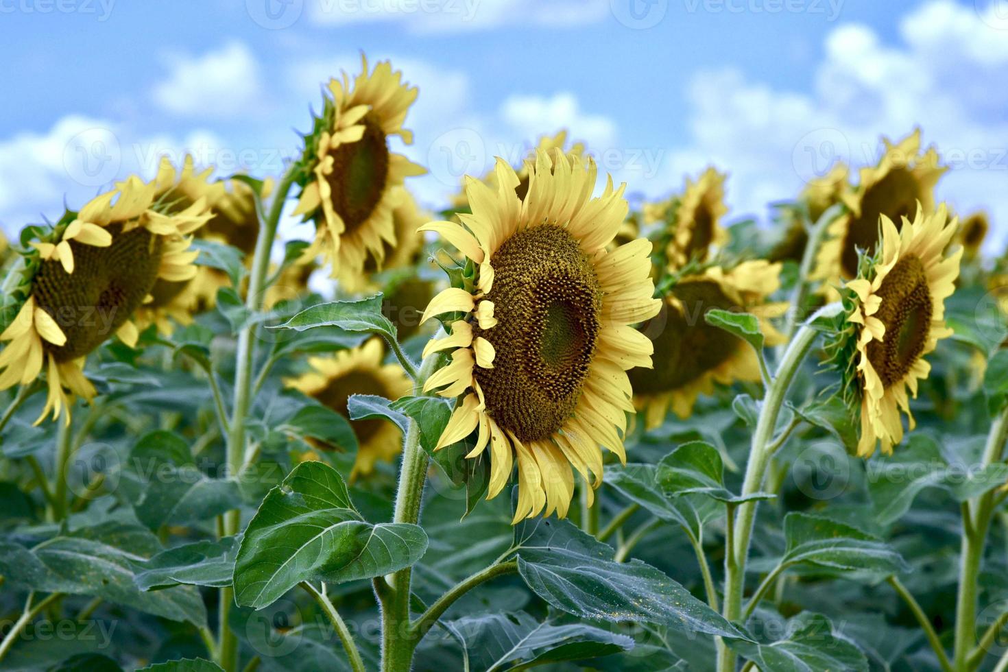 campo di girasoli sotto un cielo azzurro foto