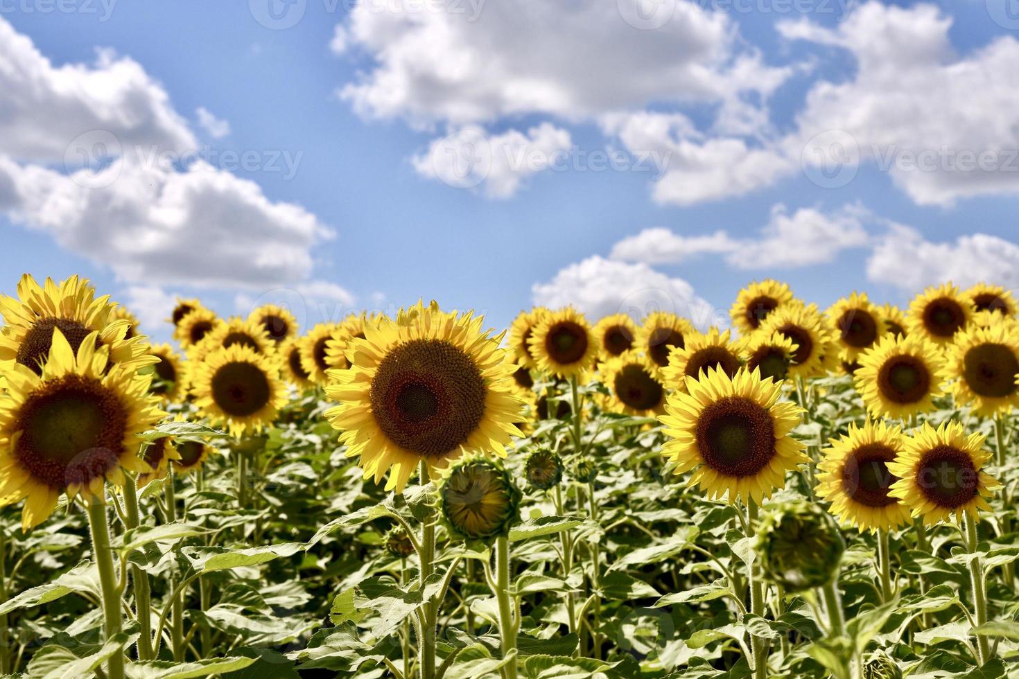 campo di girasoli sotto un cielo azzurro foto