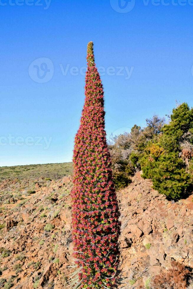 un' alto pianta con rosso fiori nel il deserto foto