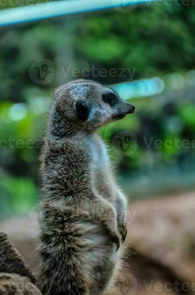 un' meerkat è in piedi su suo posteriore gambe foto