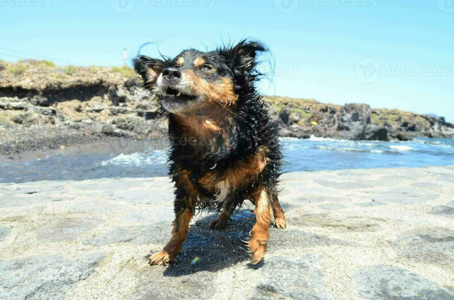 un' cane in piedi su un' roccia vicino il oceano foto