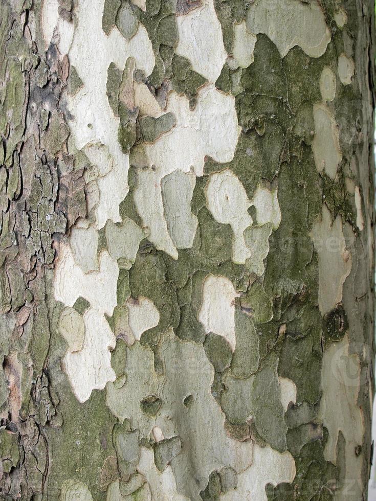 trama di corteccia d'albero foto