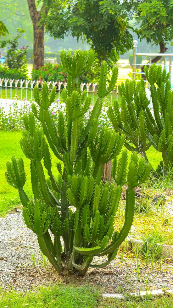 verde cactus pianta, cactus leggero verde è un' bellissimo sfondo.pianta verde cactus con molti spina, questo ipnotizzante fotografia cattura il essenza di maestoso cactus pianta, con suo appuntito, caratteristico foto