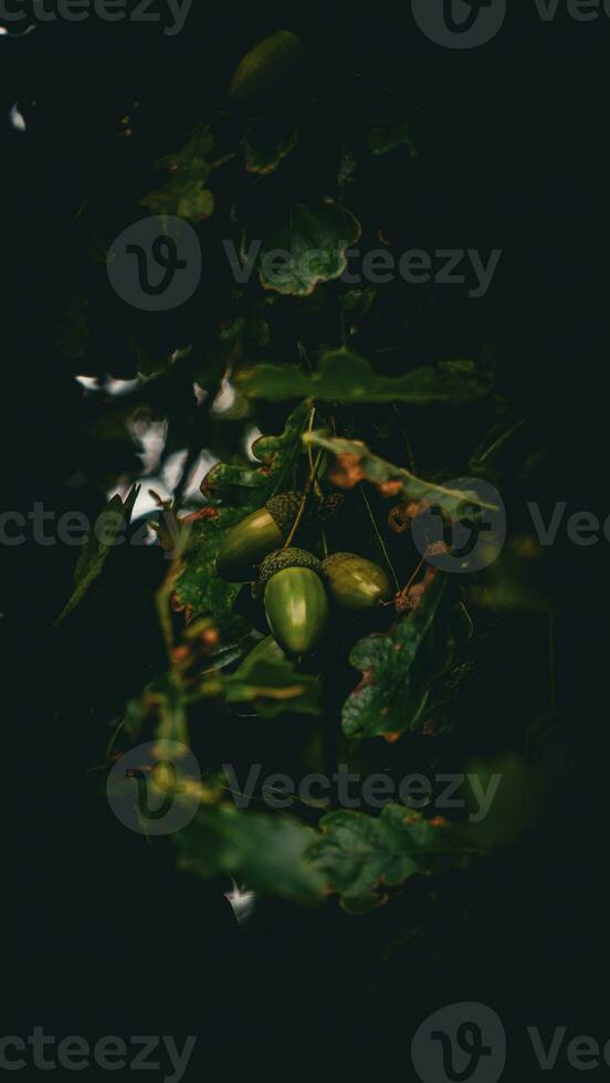 dettagliato macro tiro di europeo quercia foglia e ghianda foto