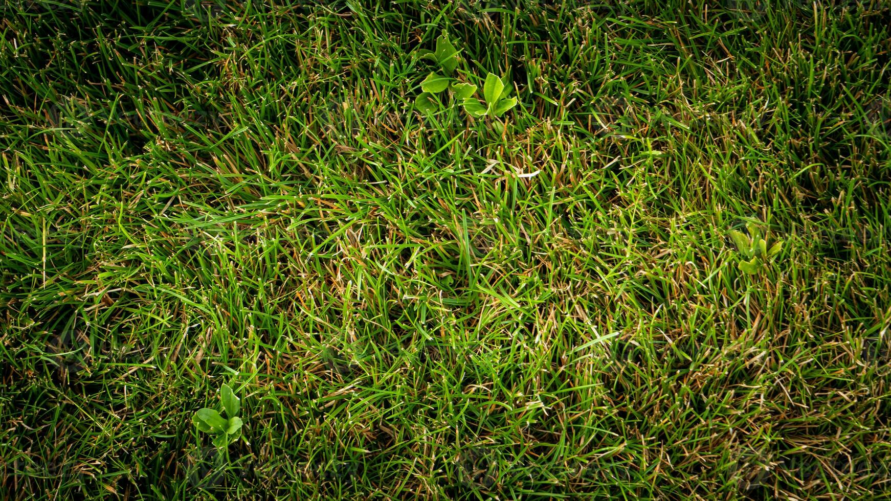 struttura sfondo di verde erba foto