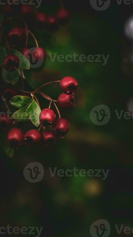 macro avvicinamento di maturo biancospino frutti di bosco nel autunno foto