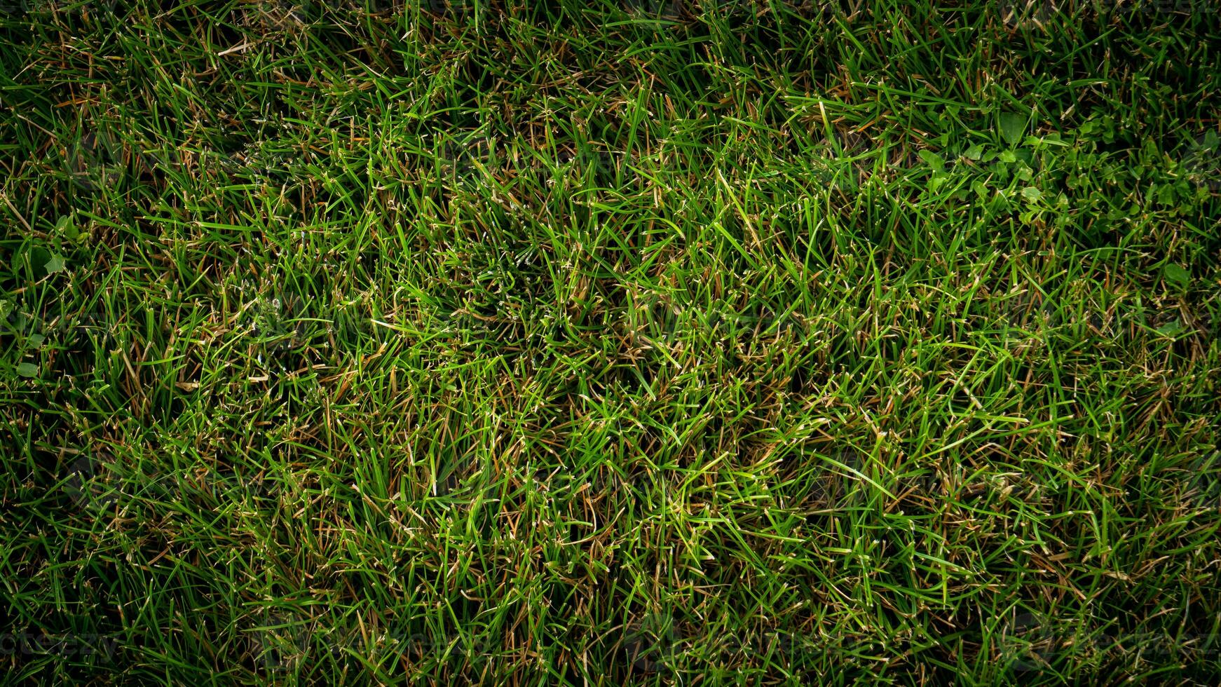 struttura sfondo di verde erba foto