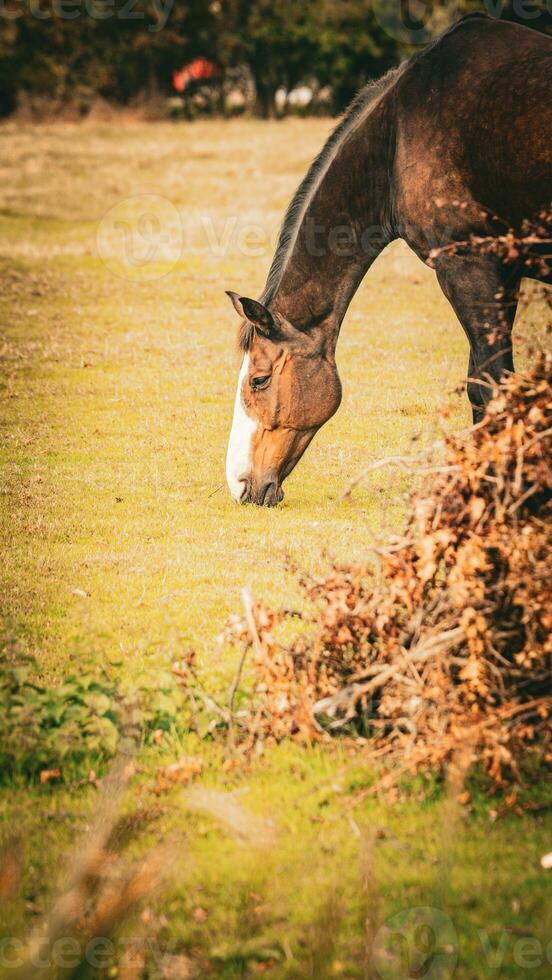 Castagna bellezza avvicinamento di un' sbalorditivo cavallo foto