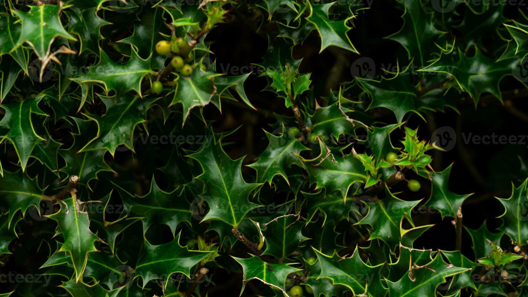 tropicale giungla astratto superiore Visualizza fogliame foto