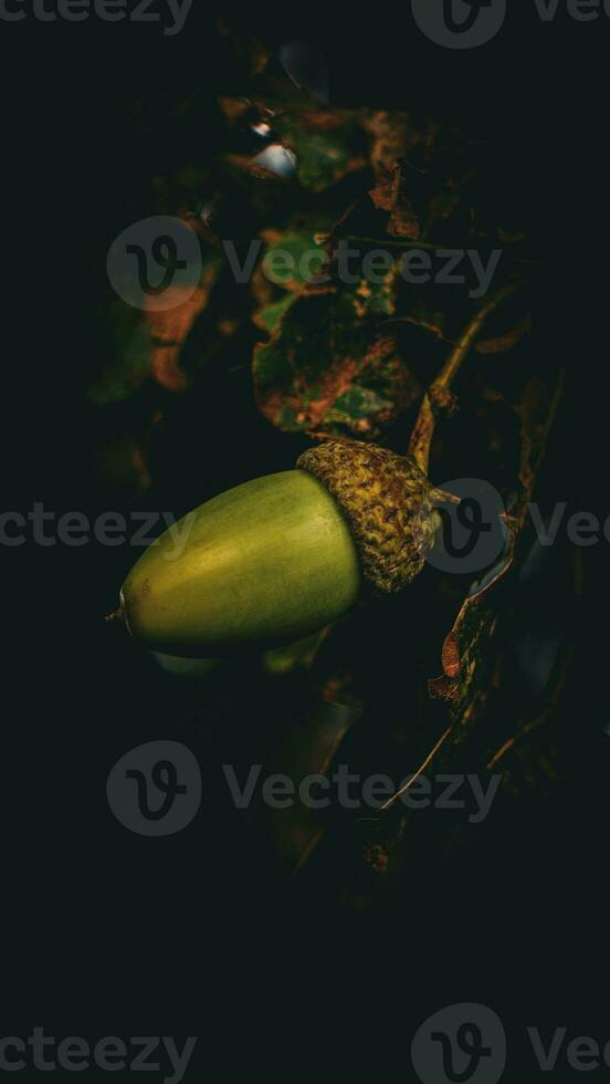 dettagliato macro tiro di europeo quercia foglia e ghianda foto