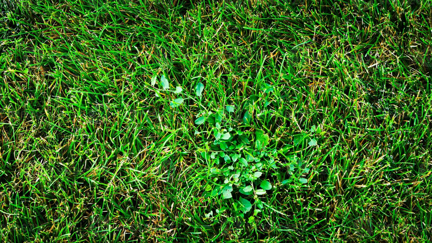 struttura sfondo di verde erba foto