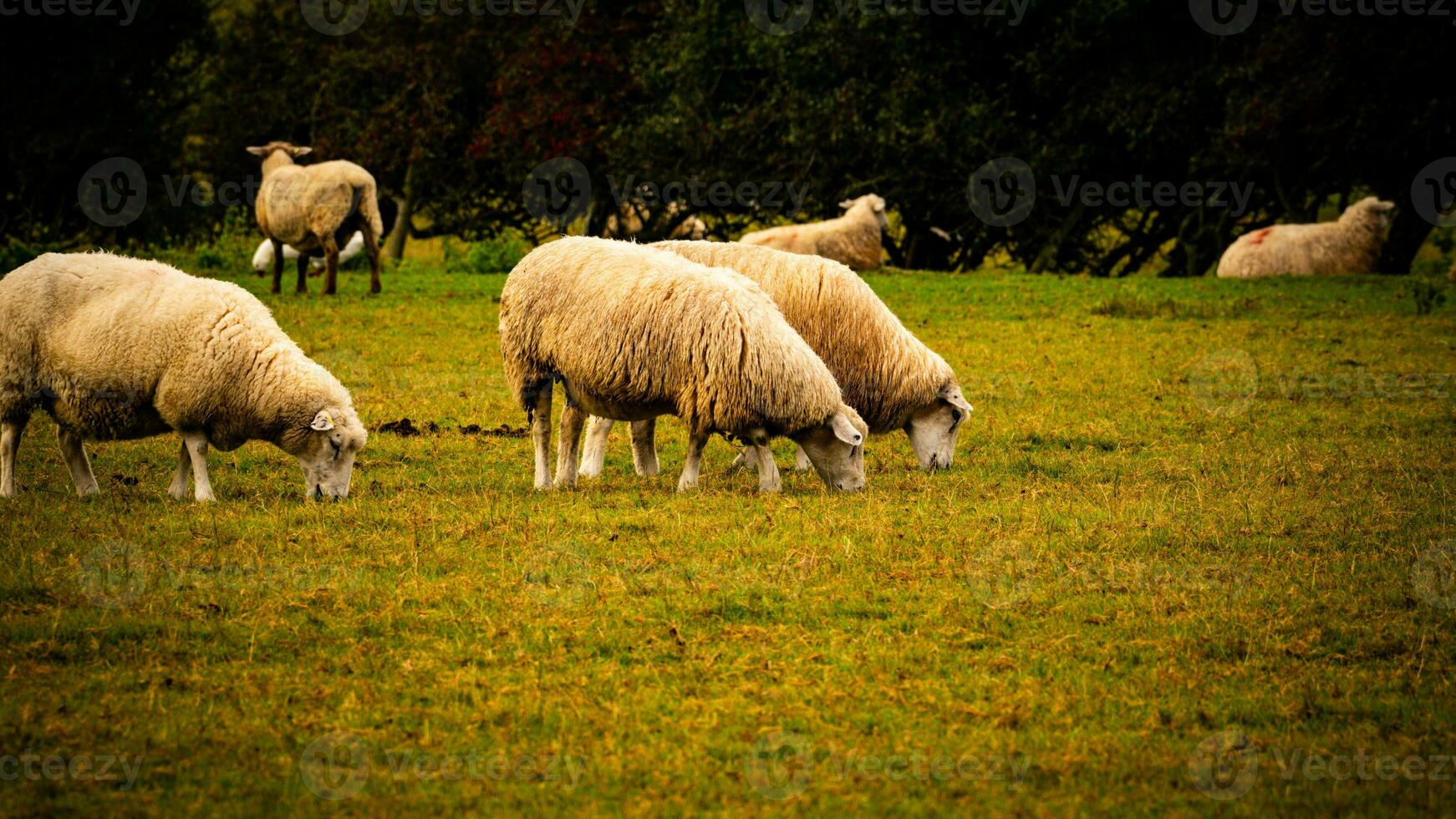 gregge di di lana pecora su un' campagna azienda agricola foto