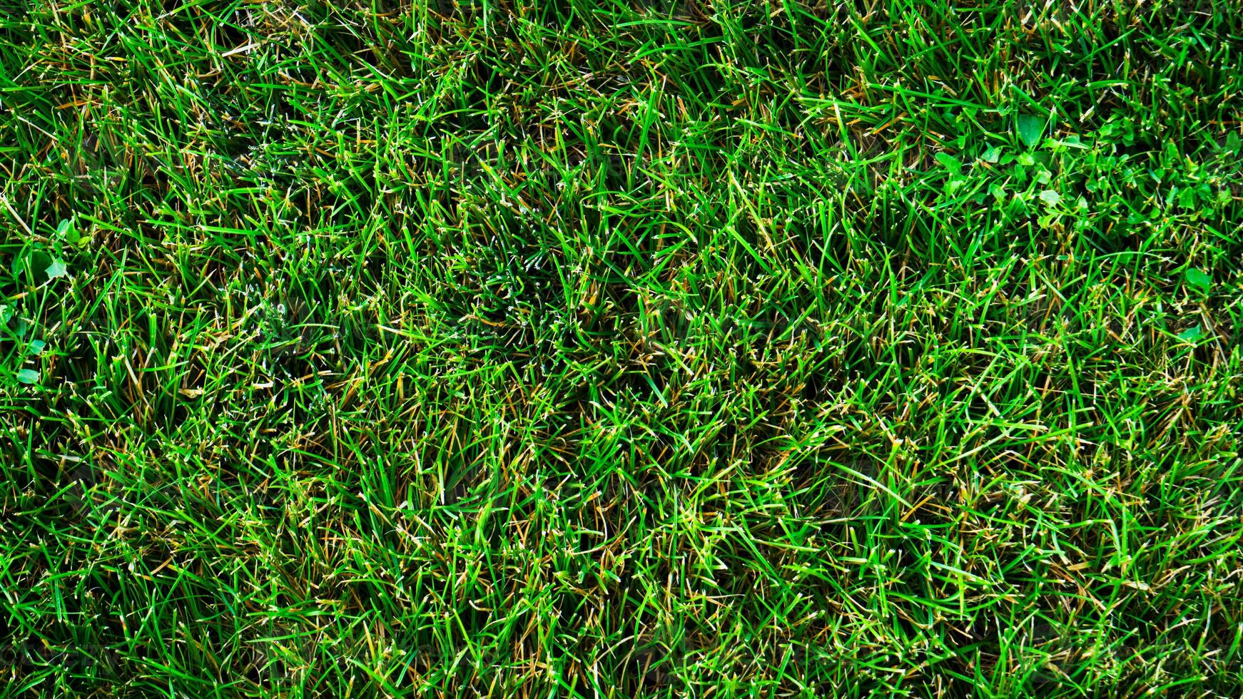 struttura sfondo di verde erba foto