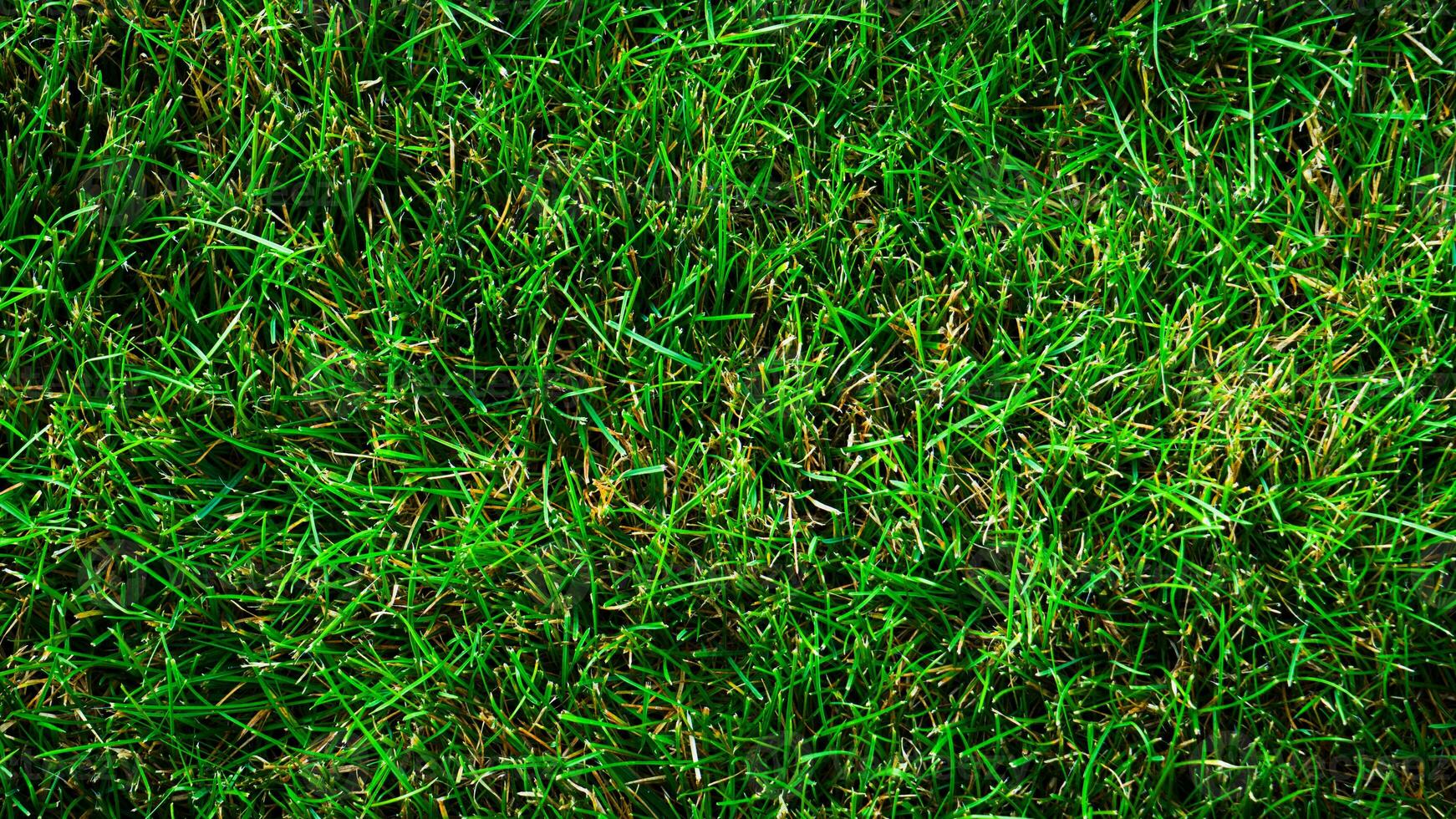struttura sfondo di verde erba foto