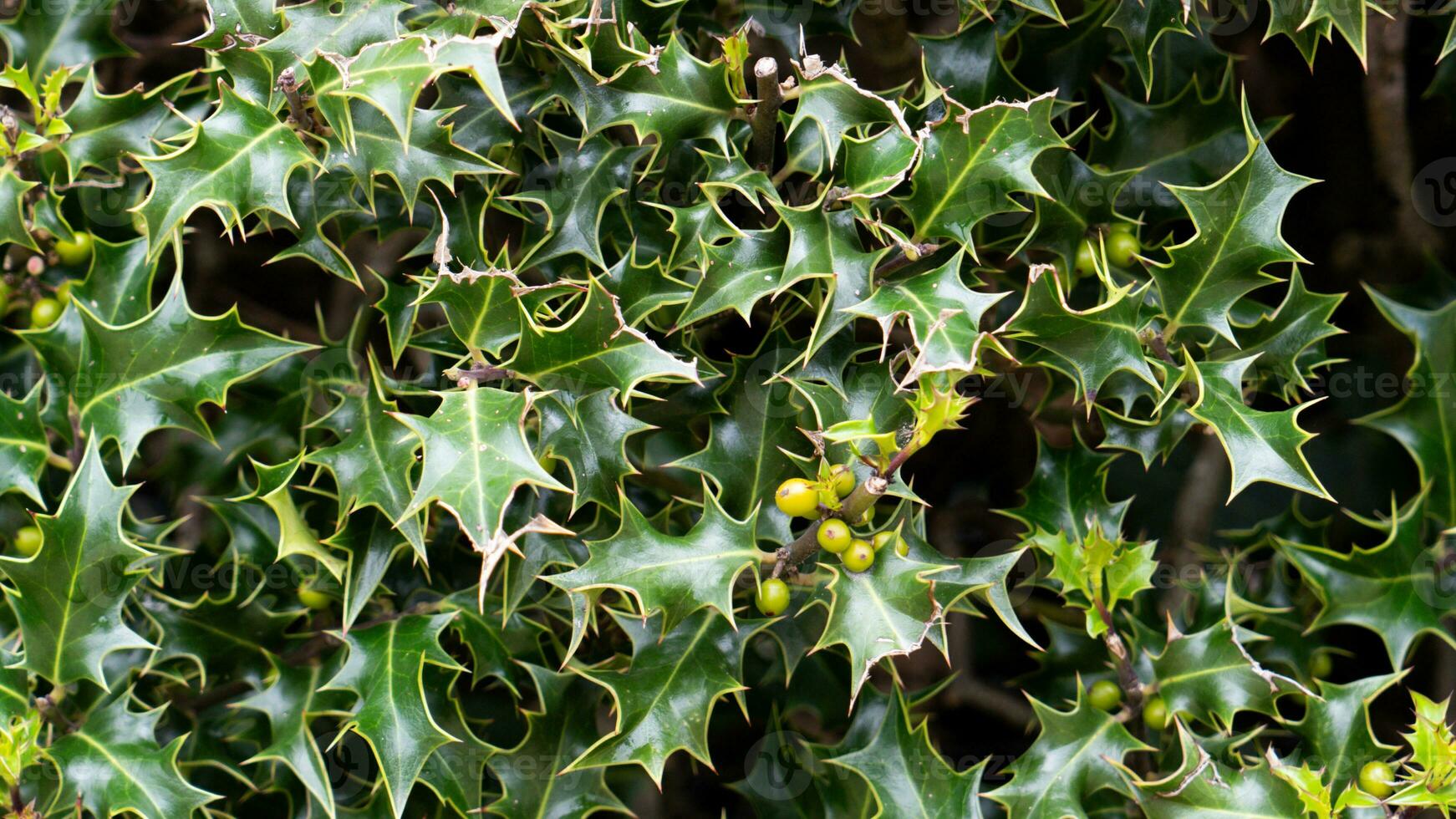 tropicale giungla astratto superiore Visualizza fogliame foto