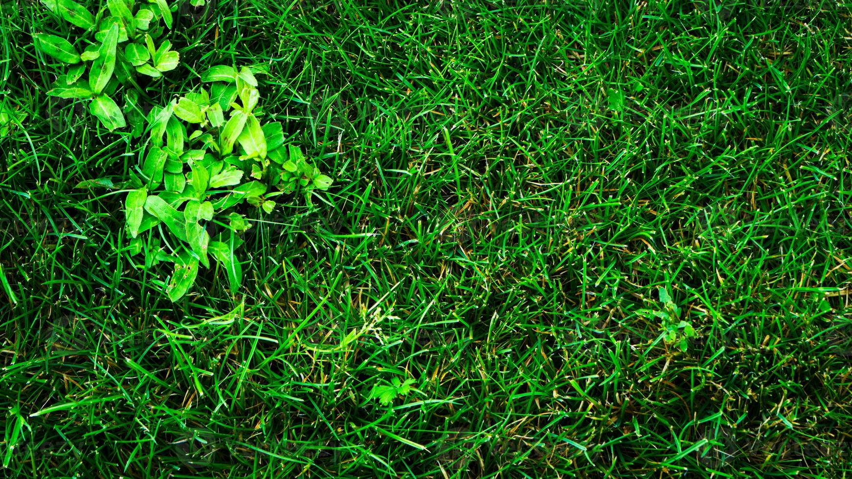 struttura sfondo di verde erba foto