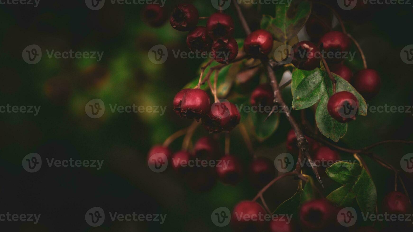 macro avvicinamento di maturo biancospino frutti di bosco nel autunno foto