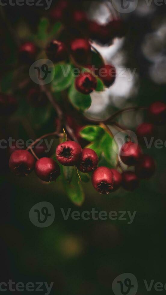 macro avvicinamento di maturo biancospino frutti di bosco nel autunno foto