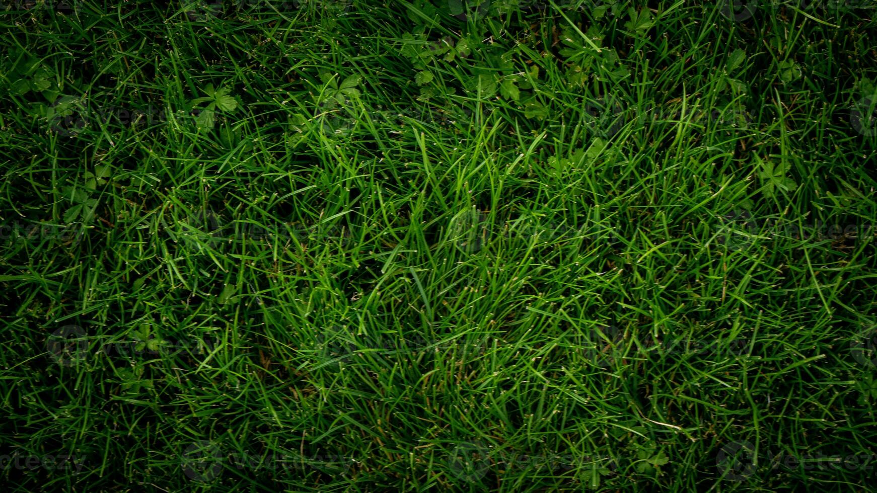 struttura sfondo di verde erba foto