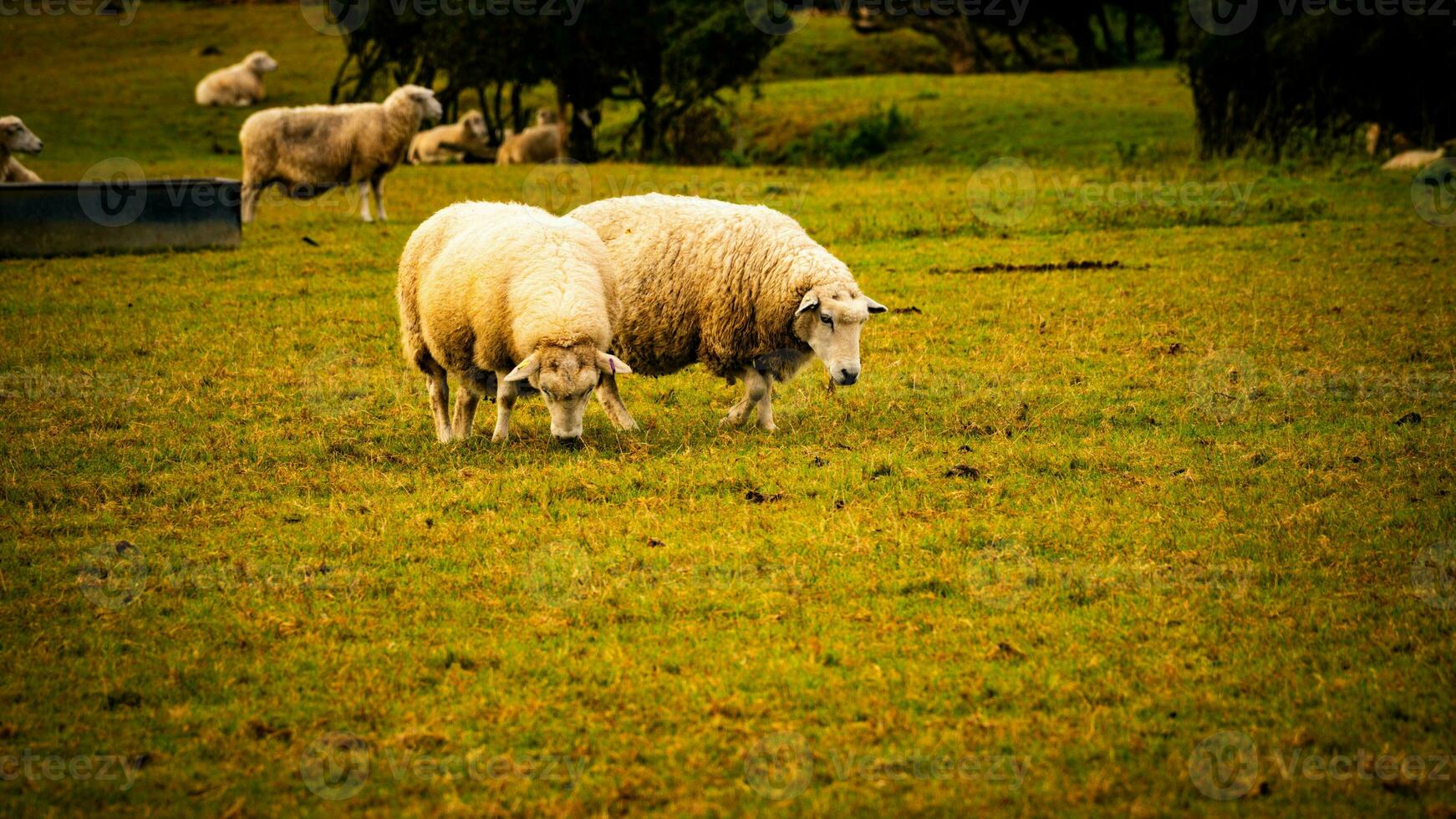 gregge di di lana pecora su un' campagna azienda agricola foto