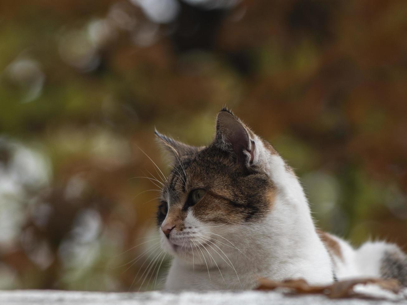 gatto macchiato di strada sulla strada d'autunno foto